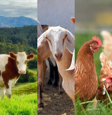 Livestock
